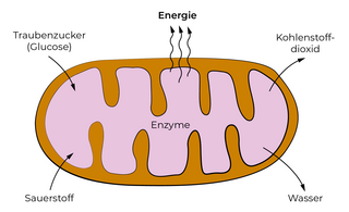 Mitochondrium